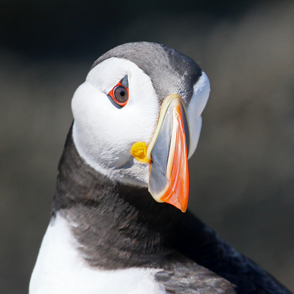 Papegaaiduiker Farne Islands